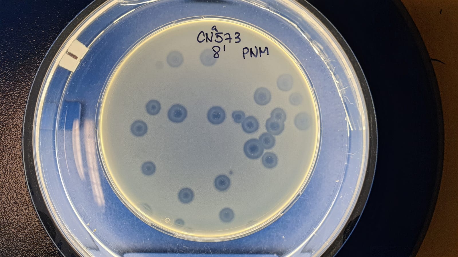 bakteriofagi_aped-bakterijas.jpg
