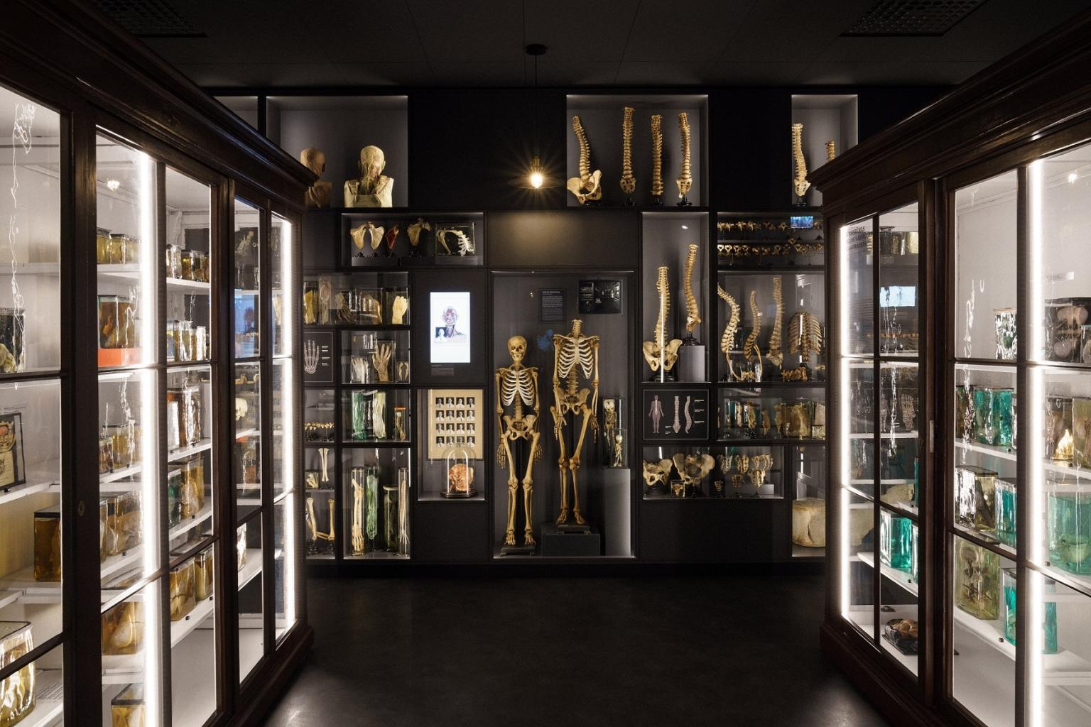 rsu_anatomijas_muzejs-fotoddstudio-1.jpg