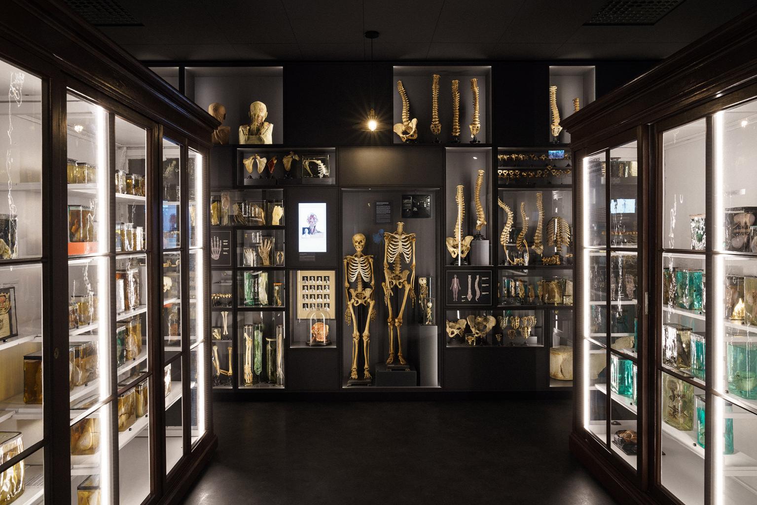 rsu_anatomijas_muzejs_0.jpg