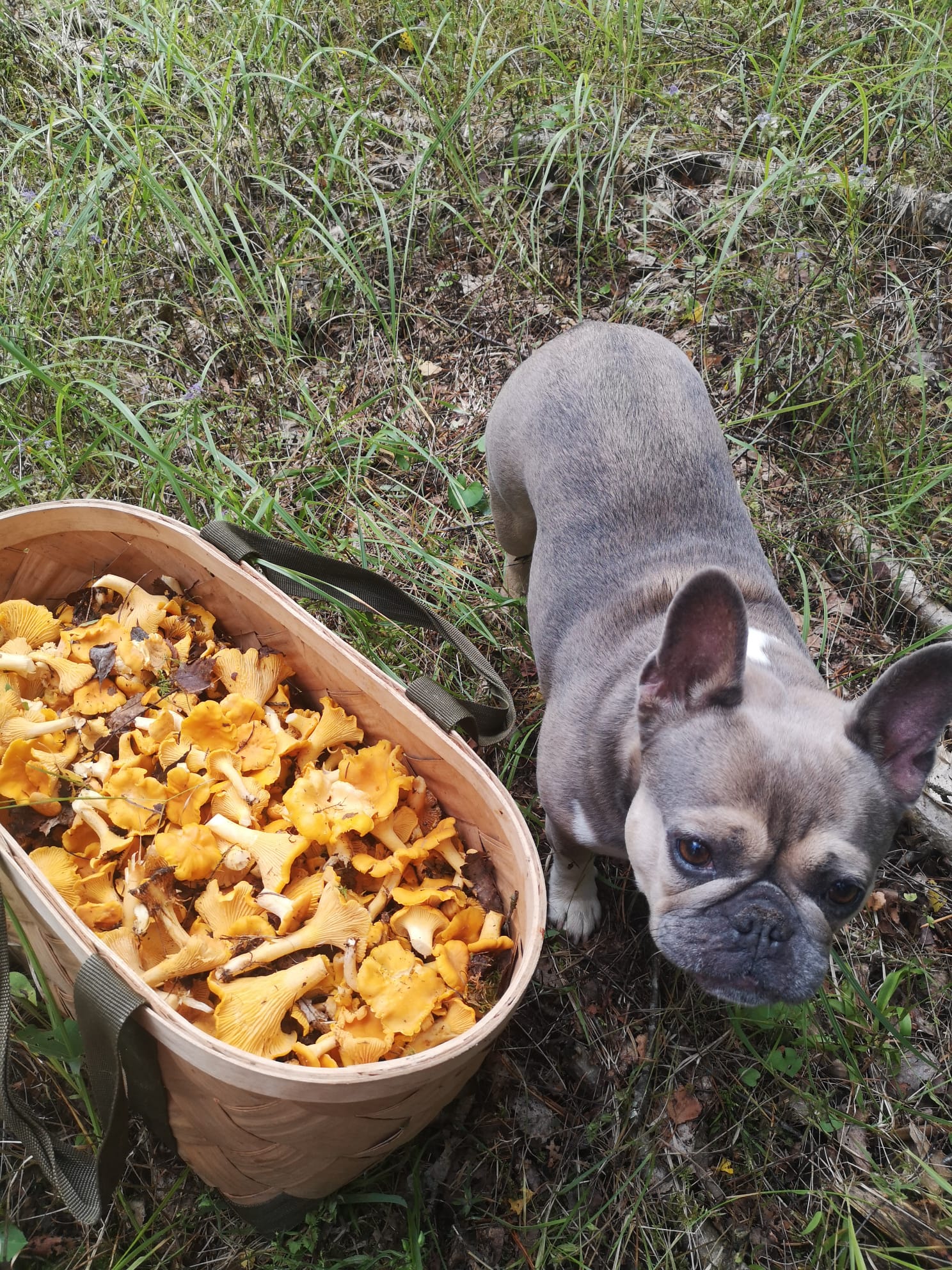 suns, sēnes, gailenes