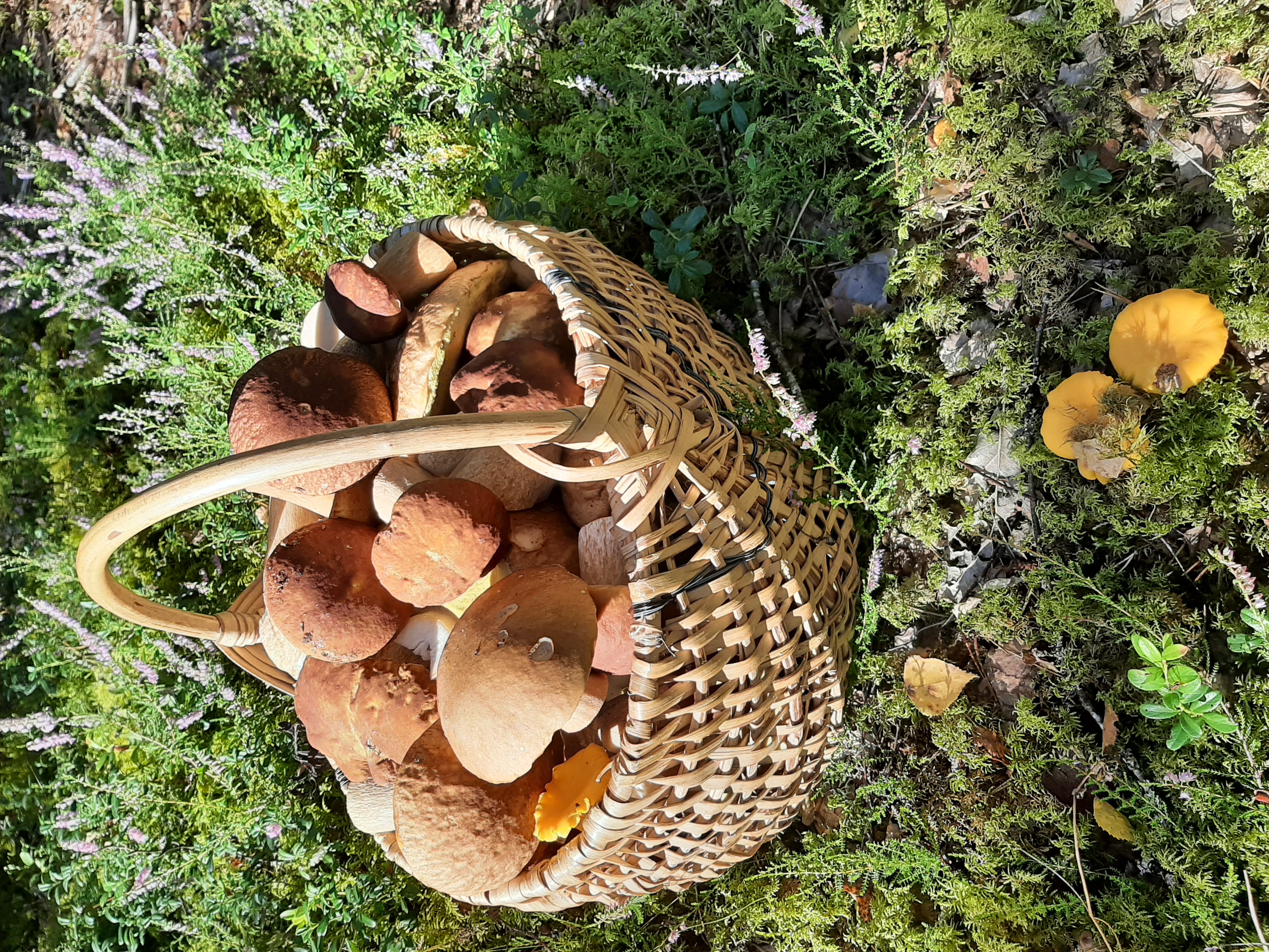 sēnes, ogas , grozs