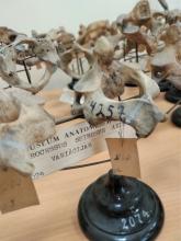 Medicīnas studenti palīdz sagatavot preparātus iekļaušanai Anatomijas muzeja ekspozīcijā