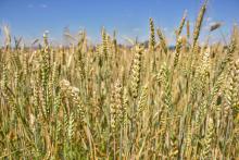 RSU zinātnieki aicina Kurzemes un Zemgales iedzīvotājus iesaistīties pētījumā par pesticīdiem