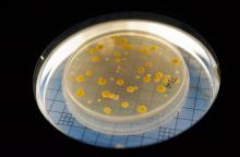 RSU studenti brīvprātīgi palīdz Covid-19 ierobežošanas pasākumos