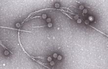 Disertācijas pētījums par fāgu jeb baktēriju vīrusu efektu bakteriālo infekciju ārstēšanā