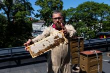 Beekeeping on the roof.