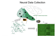No B. Al Khamissi (Ēģipte) prezentācijas Vision and Language in Brains, Minds and Machines