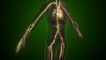 Energy in the human body